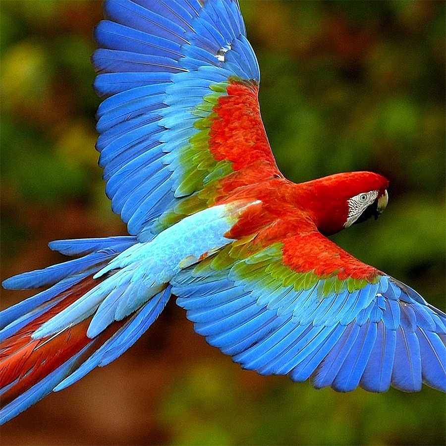 An unoptimised image of a parrot.